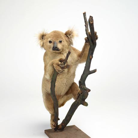 A koala in the act of climbing a branch