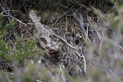 A Nightjar in a nest.