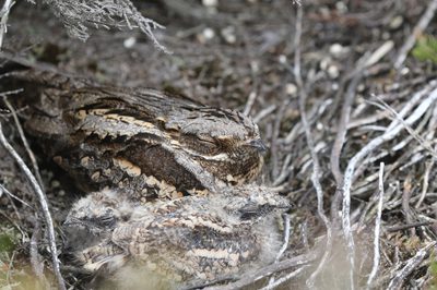 Two Nightjars in nest.