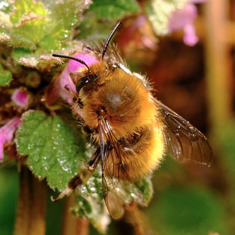 Close up of a bee on a plant