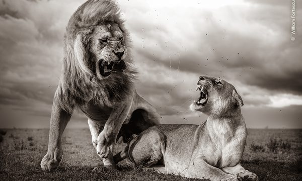 A black and white photo depicting two mating lions against a backdrop of storm clouds lit by the setting sun.