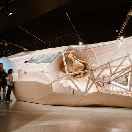 An adult and child standing next to a giant 3D whale head with skull and teeth fragment inside.