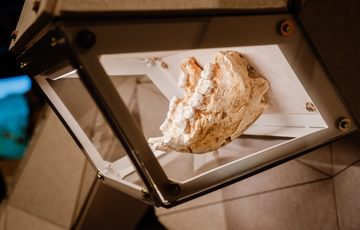 Close up of prehistoric fossil of a primate's jaw.