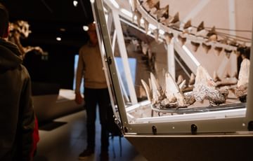 Close up of fossilised prehistoric shark teeth.
