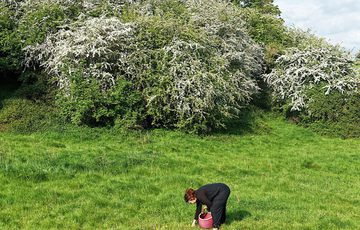 A person outside, picking leaves from grass with a blossom bush behind.