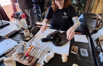 A person sitting at a table with taxidermy tools and bird.