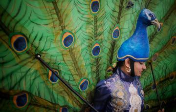A dancer dressed looking down. She has a peacock head on her head, and a peacock tail behind.