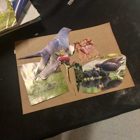 Collage artwork with birds and nature landscapes.