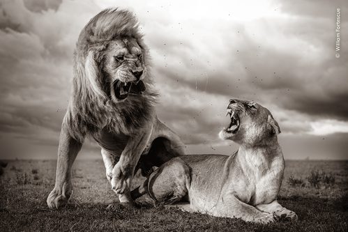 A black and white photo depicting two mating lions against a backdrop of storm clouds lit by the setting sun.