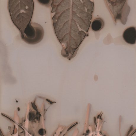 Leaves and grasses.