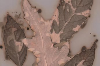 A close up of leaves with patterns.