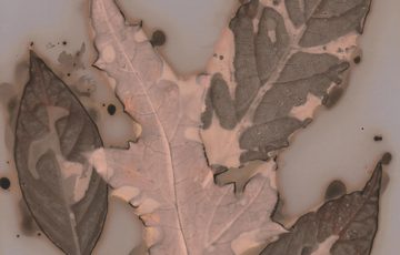 A close up of leaves with patterns.