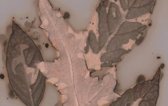 A close up of leaves with patterns.