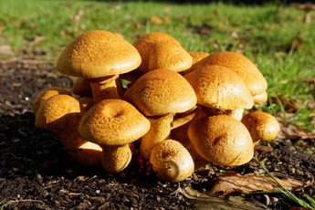 Group of yellow fungi growing on the ground.