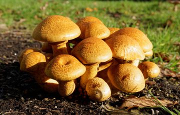 Group of yellow fungi growing on the ground.