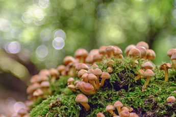 Small fungi and moss.