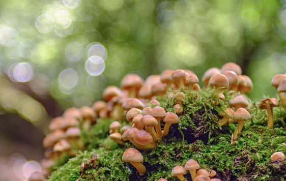 Small fungi and moss.