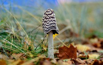 A single fungi in the grass.