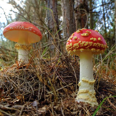 Two red fungi in a woodland.