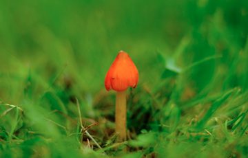 A small bright red fungi growing in the grass.