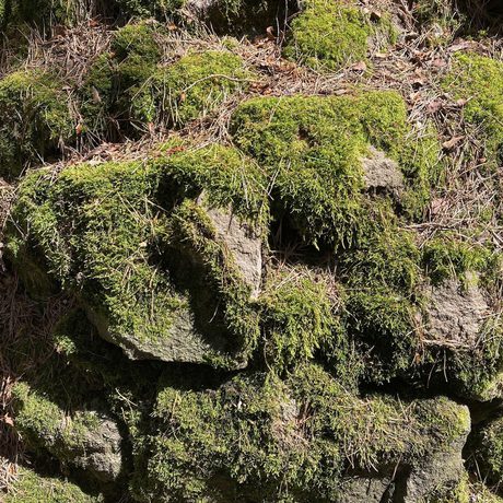 A close up of green moss on rocks.