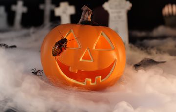 A plastic pumpkin with a cockroach on it.