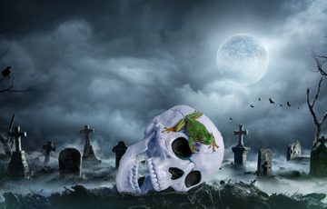 A plastic skull with a frog on it against a spooky graveyard background.