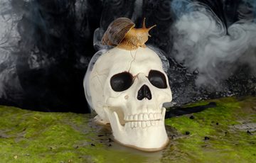 A plastic skull with a snail on it.