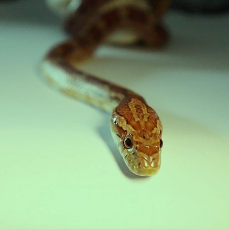 A snake.