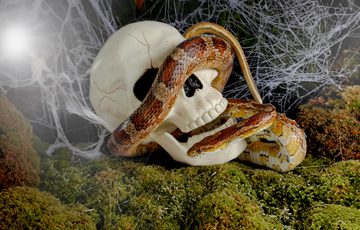 A plastic skull with a snake on it.