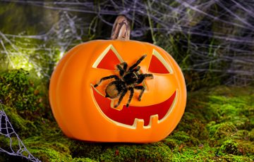 A plastic pumpkin with a tarantula on it on a mossy background with cobwebs.