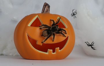 A plastic pumpkin with a tarantula on it on a cobweb background.