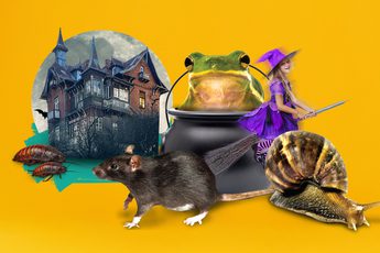 Collage spooky house, cauldron along with animals including rat, snail, spider.