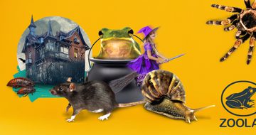 Collage spooky house, cauldron along with animals including rat, snail, spider.