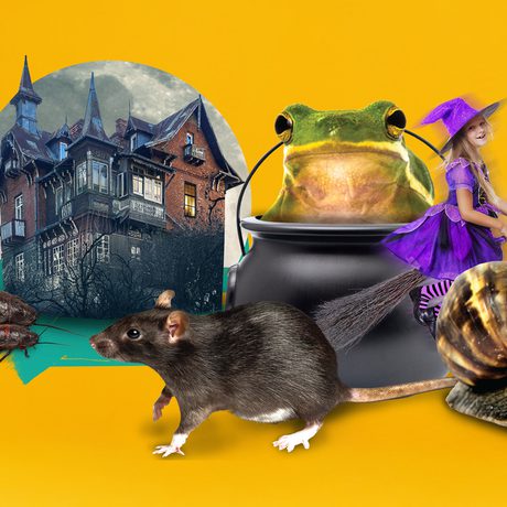 Collage spooky house, cauldron along with animals including rat, snail, spider.