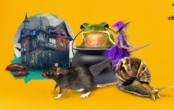 Collage spooky house, cauldron along with animals including rat, snail, spider.
