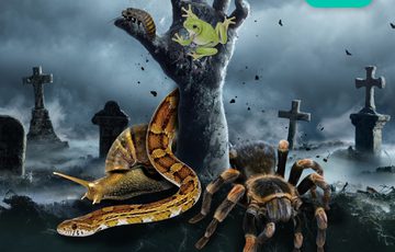 A spooky hand coming out of the ground in a graveyard with spider, snake and snail around.