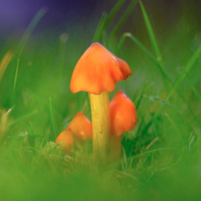 An orange fungi surrounded by grass.
