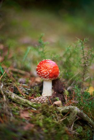 A single red capped fungi with a white stem.