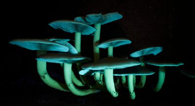 A group of glowing green/blue fluorescent fungi against a dark background.