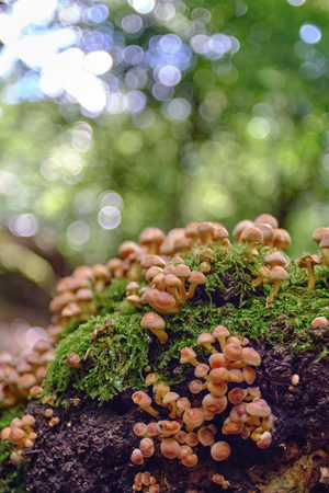 Lots of small light brown fungi and moss.