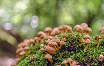 Lots of small light brown fungi and moss.