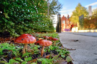 Small red/orange fungi near a path and side of the road.