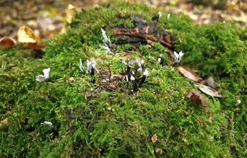 Small black fungi with white caps on a mossy log.