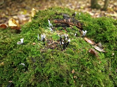 Small black fungi with white caps on a mossy log.