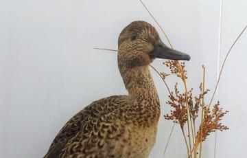 A taxidermy duck / female teal