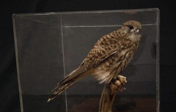 Taxidermy Kestrel in a glass case
