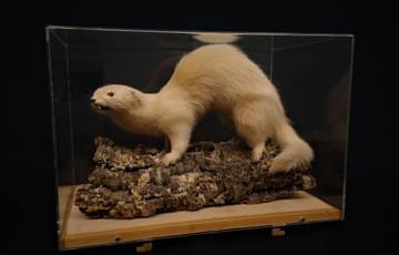 Taxidermy ferret in a glass case