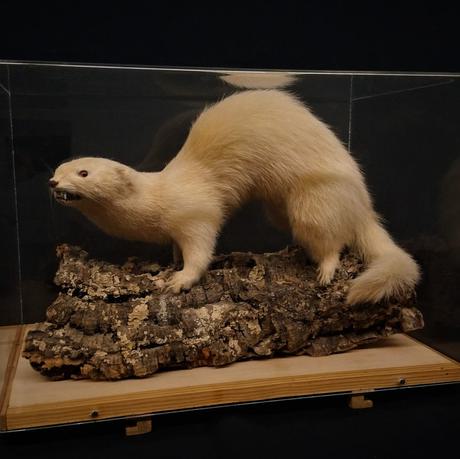 Taxidermy ferret in a glass case