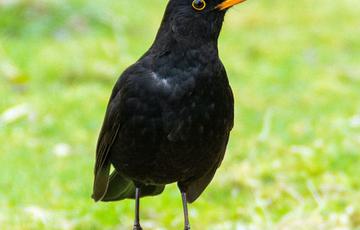 A blackbird standing on a log